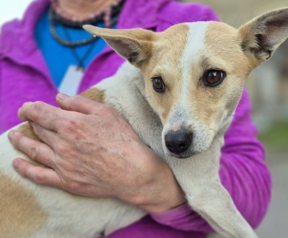 Oekraïne: Angel vangt hond op na luchtaanval in haar straat