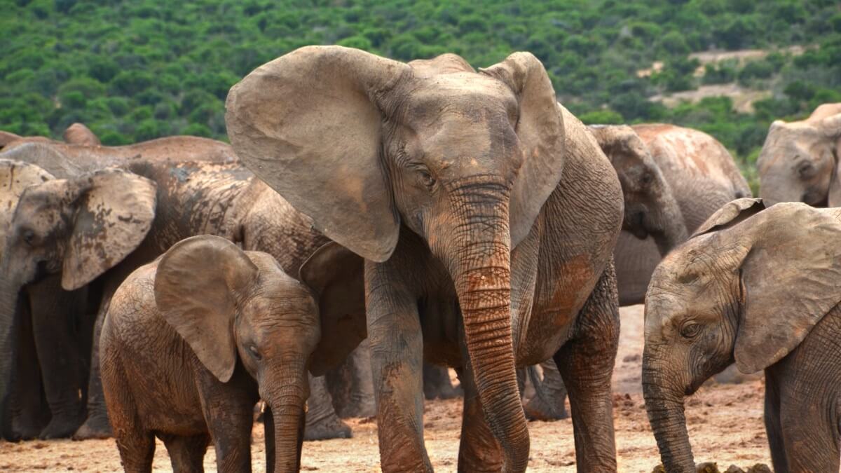 Dood trofeejager door olifanten in Gabon is begrijpelijk