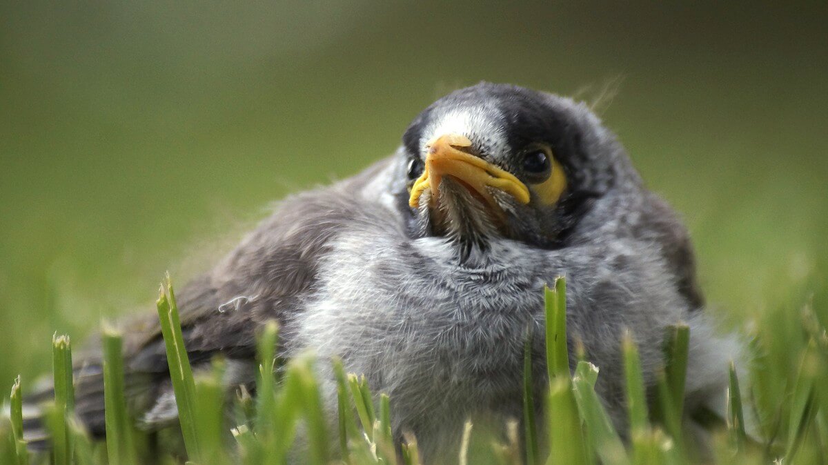 Veel jonge vogels slachtoffers van maaien