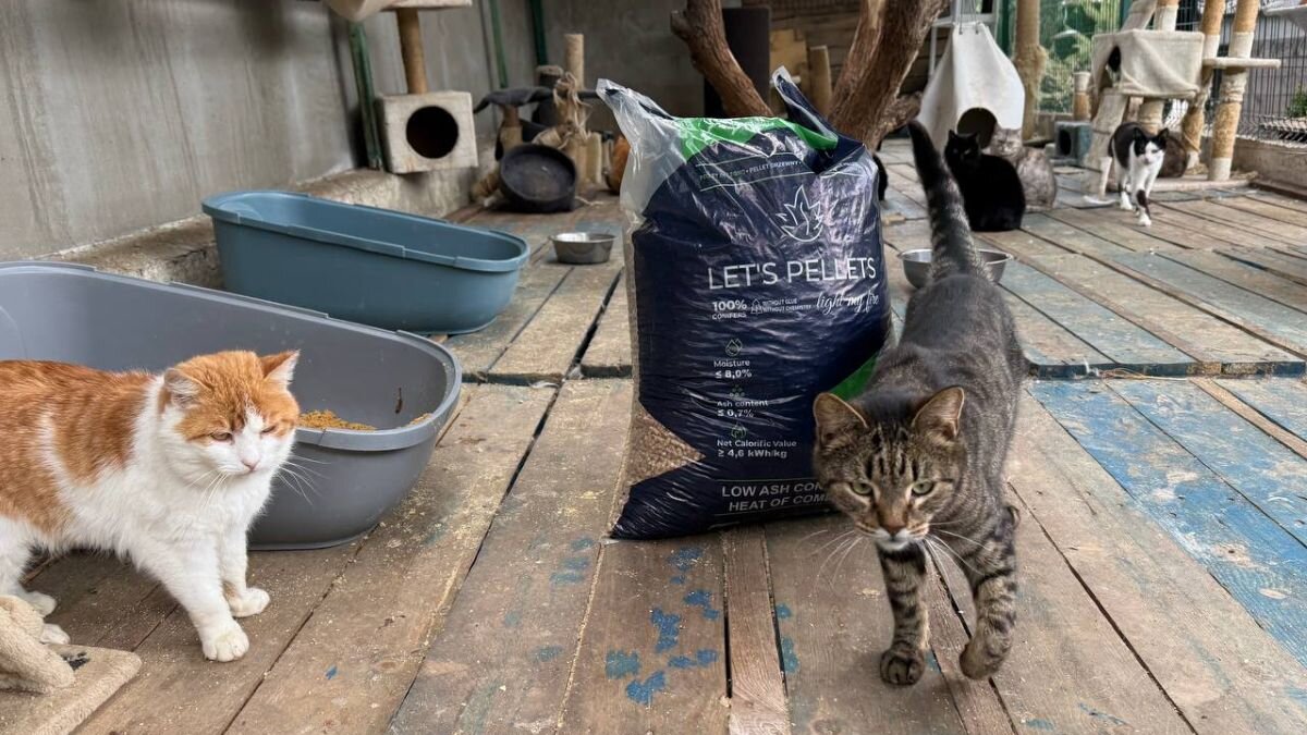 2000 kilo kattengrind voor katten aan de frontlinie van Oekraïne