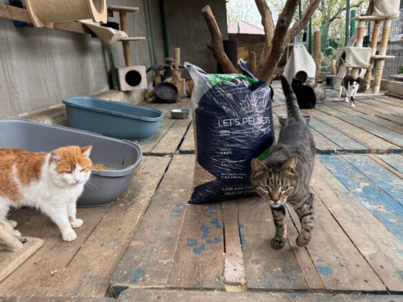 2000 kilo kattengrind voor katten aan de frontlinie van Oekraïne