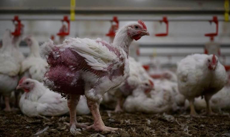 Schokkende beelden uit kippenhouderijen Spanje en Hongarije