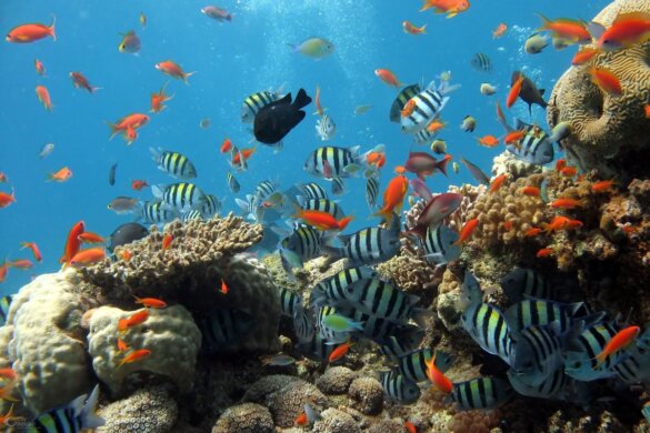 Mexico beschermt koraalrif tegen bouw waterpark