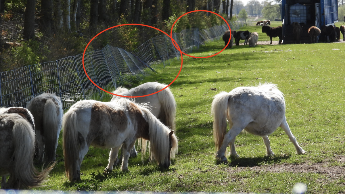 Aangifte om wolvenaanvallen als verdienmodel