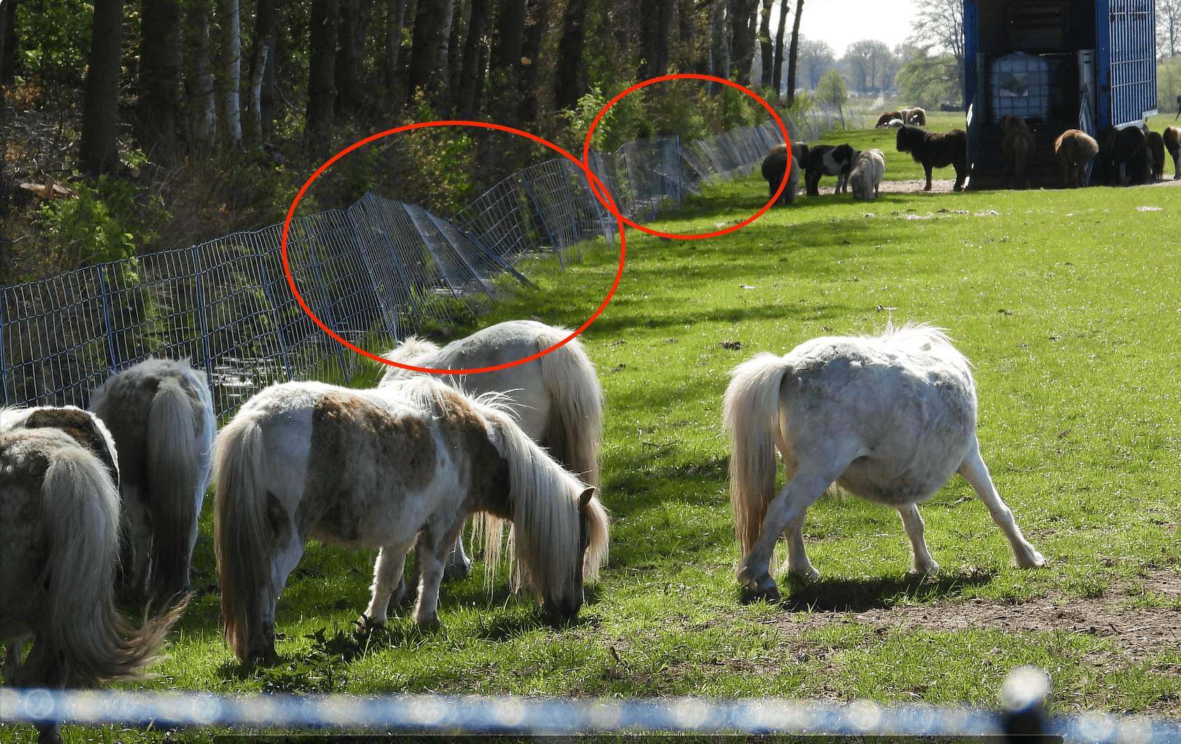 Aangifte om wolvenaanvallen als verdienmodel