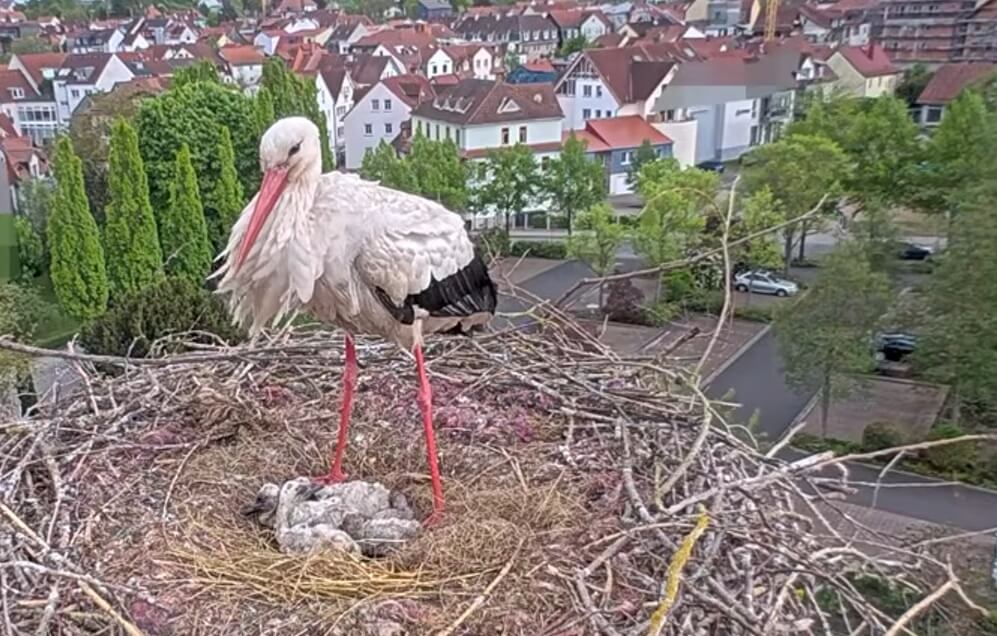Kijk eens naar het vogeltje in Bad Salzungen