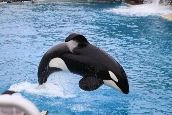 Orka’s Wikie en Keijo mogelijk naar Loro Parque in Spanje