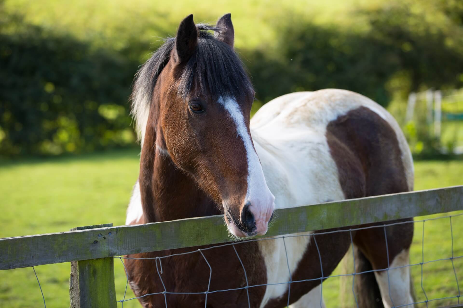 tweekleurig paard
