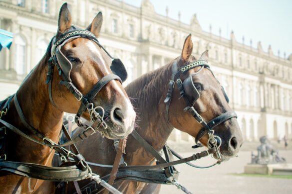 paardenkoets