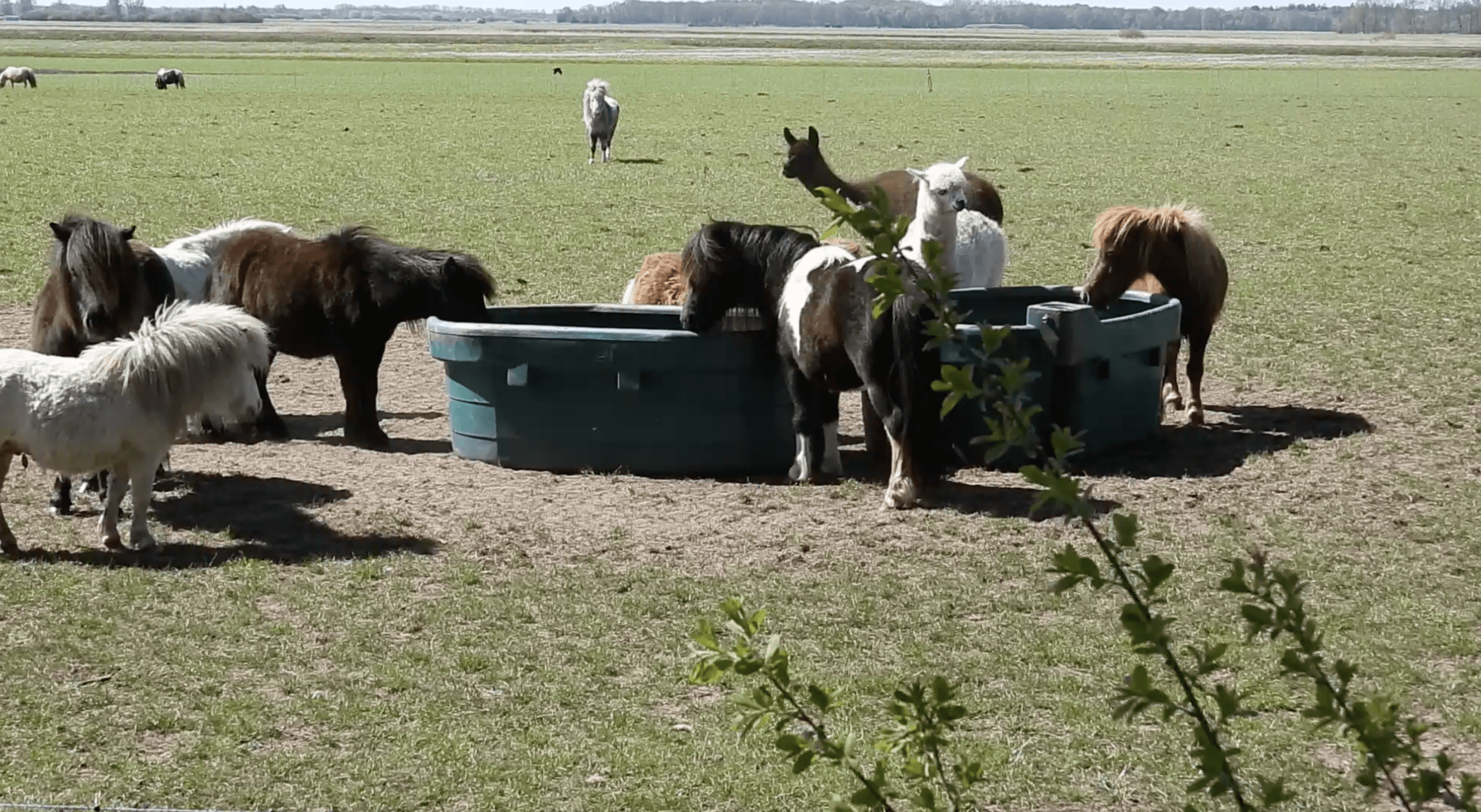 dorstige dieren