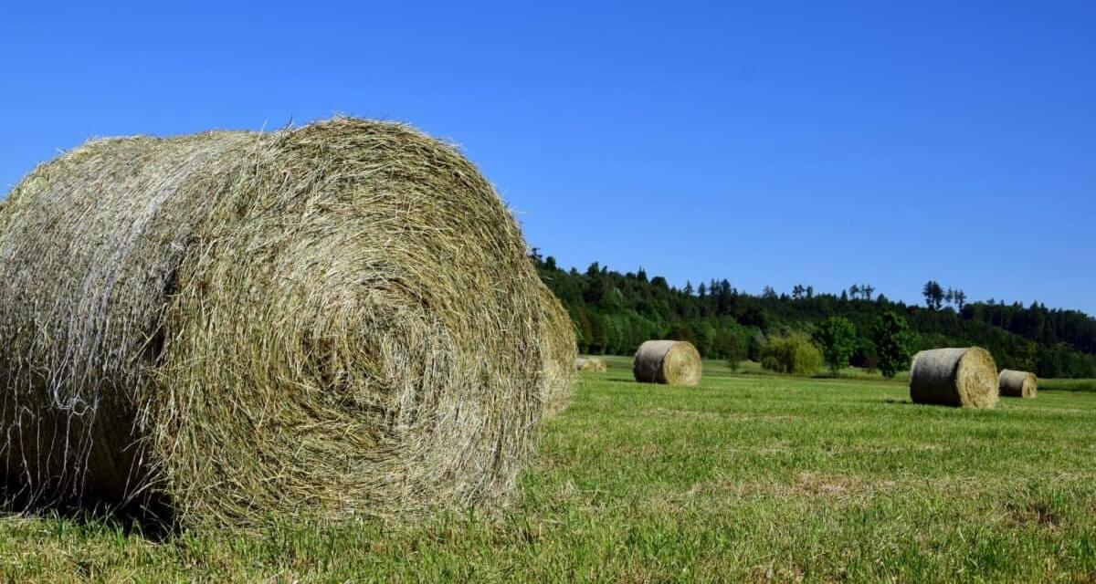 Het maaien van weilanden kost veel jonge dieren het leven