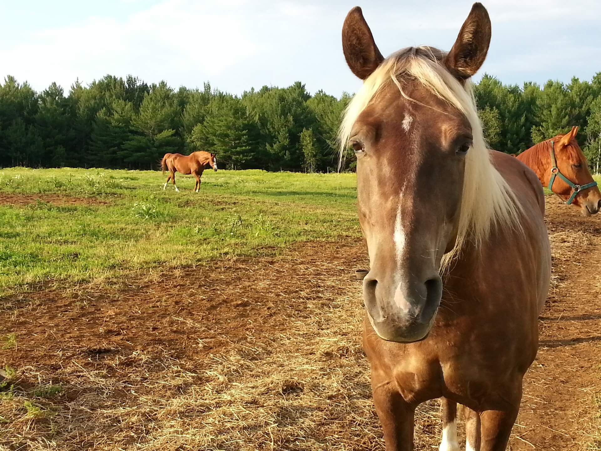 Paarden rouwen om het verlies van een maatje