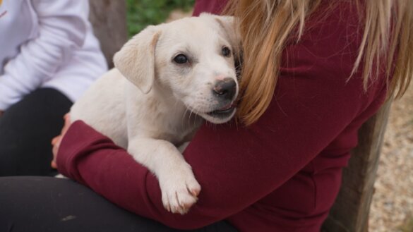 Save the Pawties