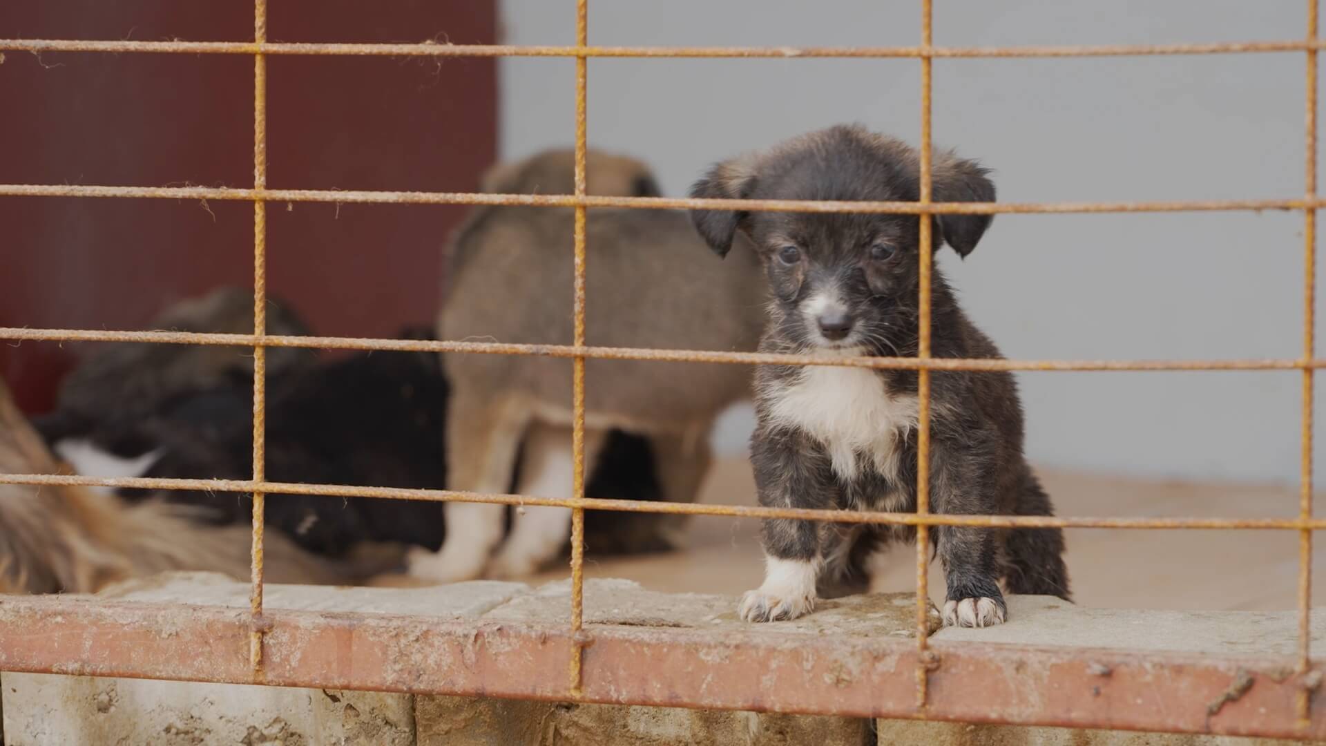 Puppy in Turkse opvang voor straatdieren