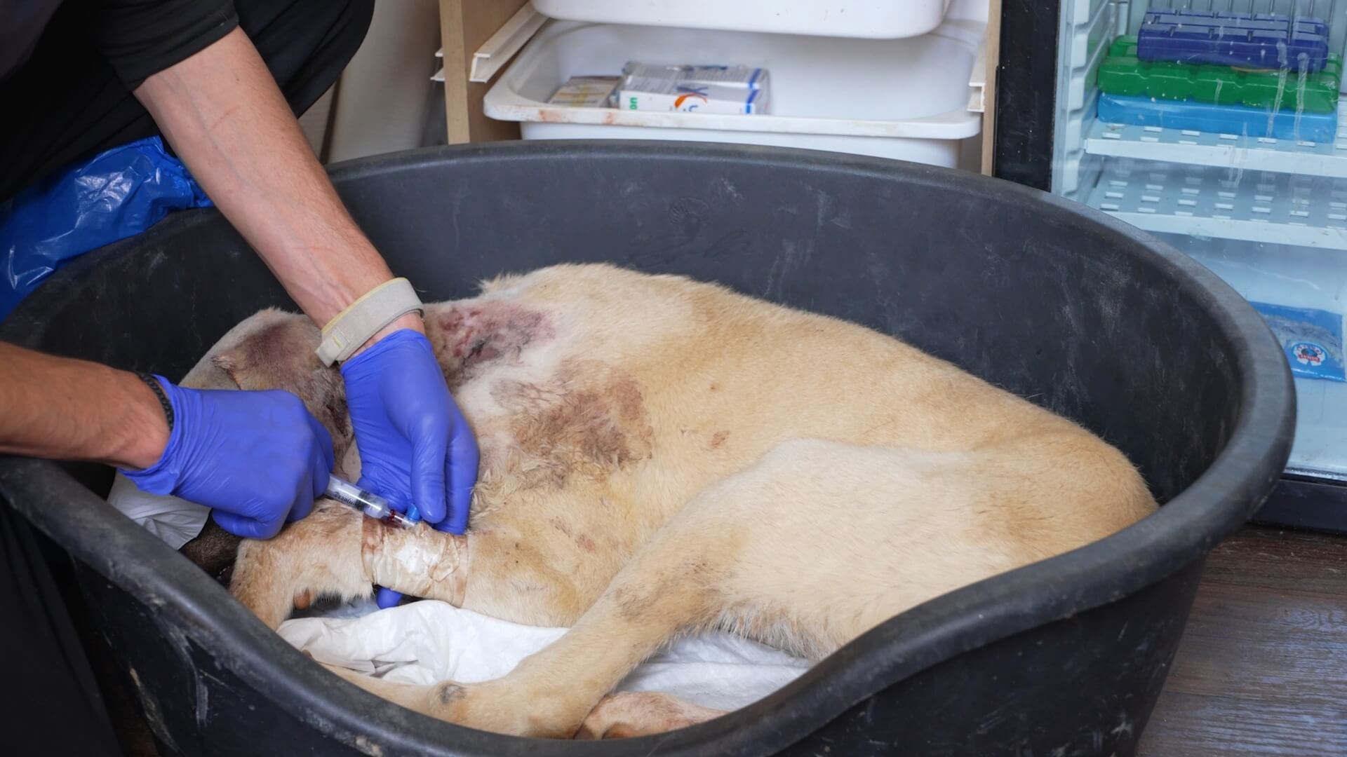 Save the Pawties