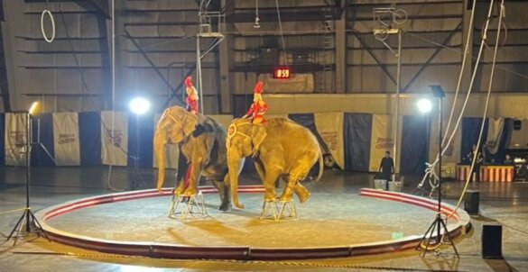 Jordan World Circus