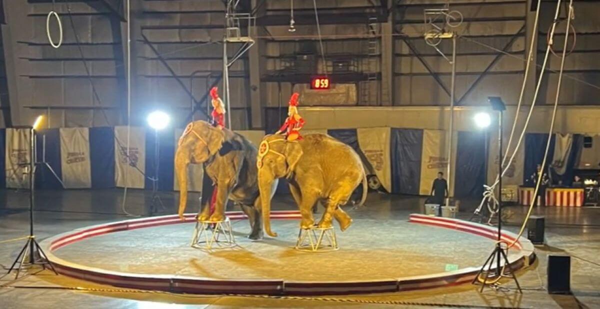 Reizend Jordan World Circus stopt met olifantenacts in de VS