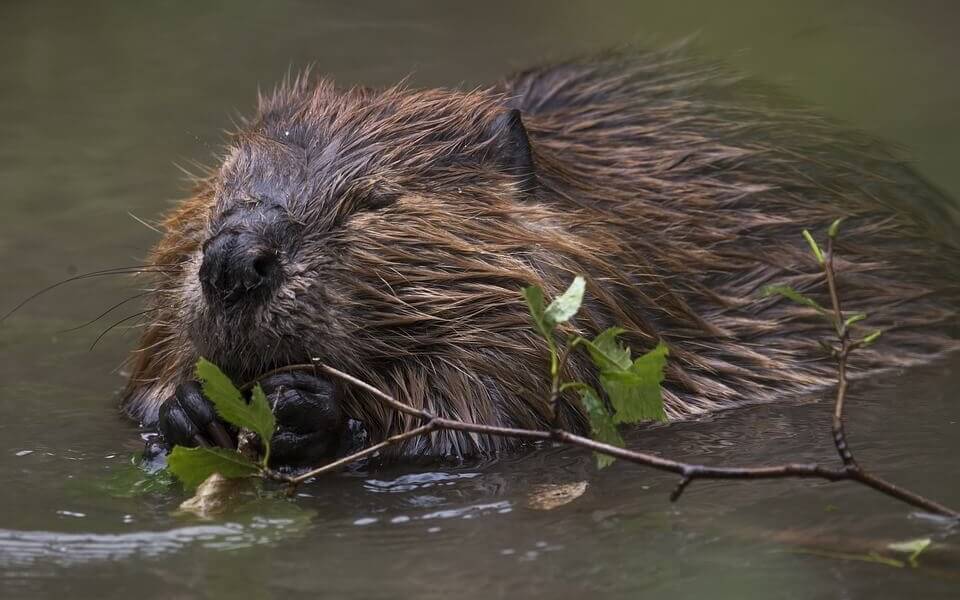 bever