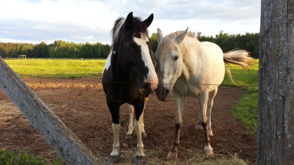 Paarden rouwen als hun maatje sterft
