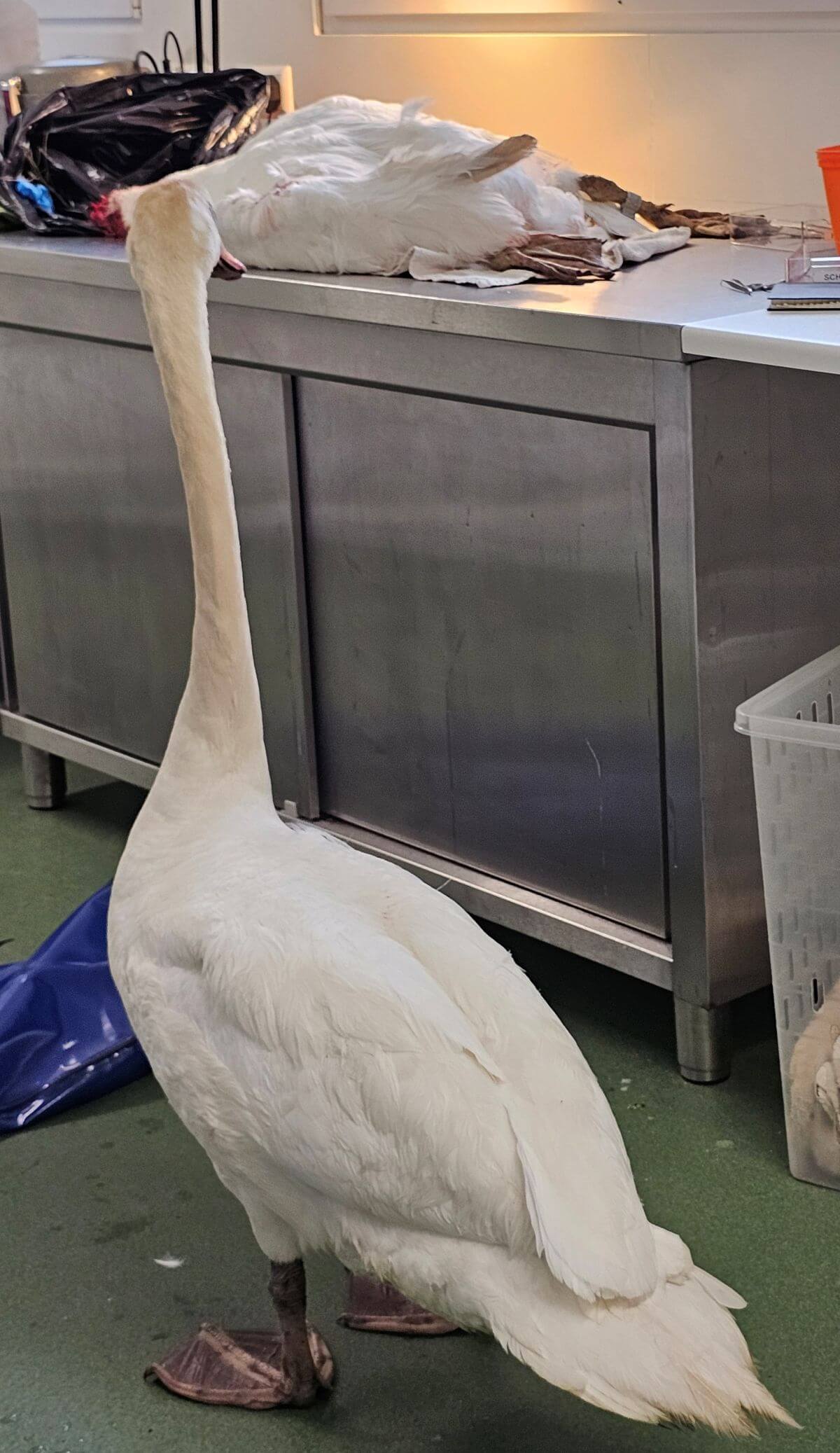 De vaderzwaan neemt afscheid van zijn partner in Het Vogelhospitaal 