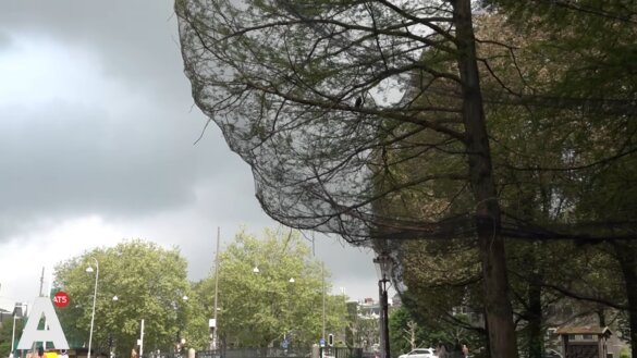 Vogels raken verstrikt in netten om bomen bij het Rijksmuseum
