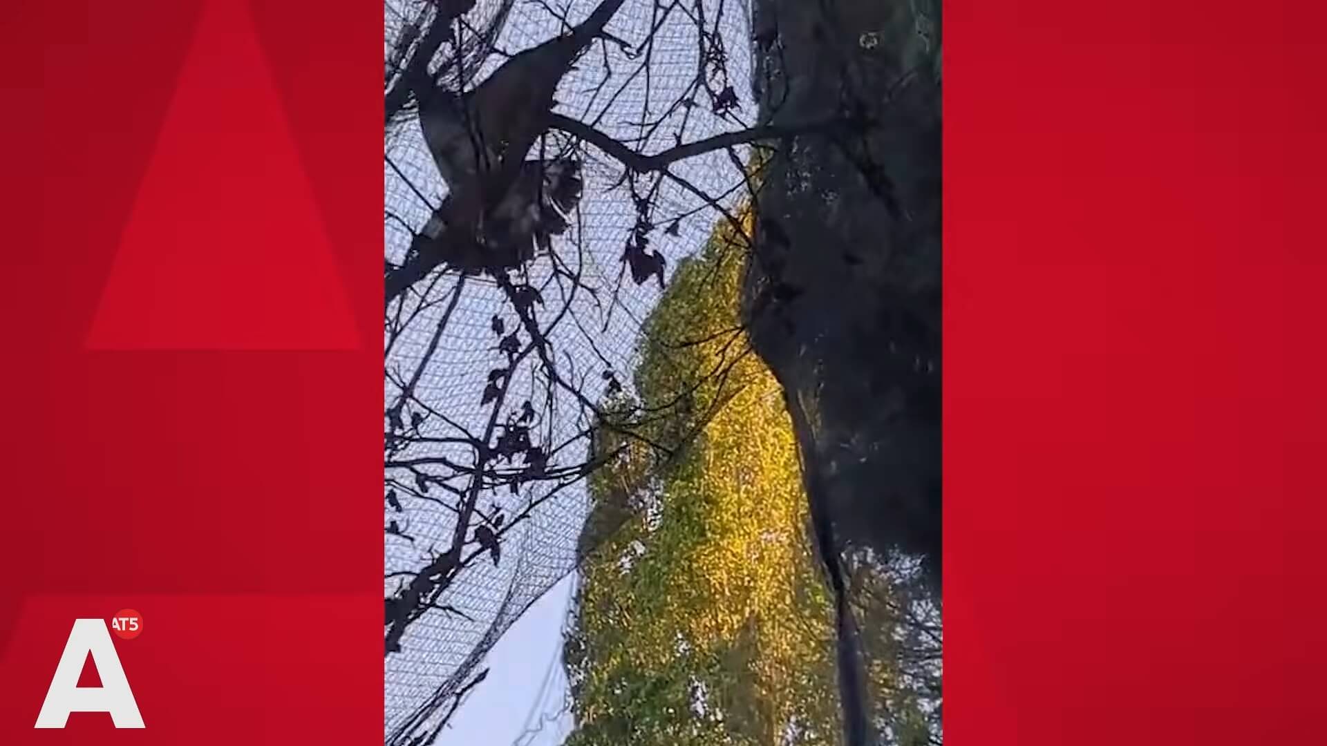 Vogels raken verstrikt in netten om bomen bij het Rijksmuseum