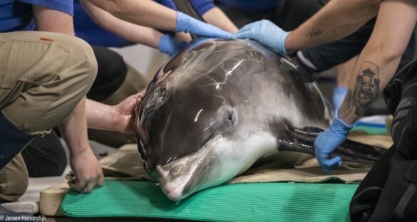 Verdriet na plotselinge dood van witsnuitdolfijn ‘Albi’