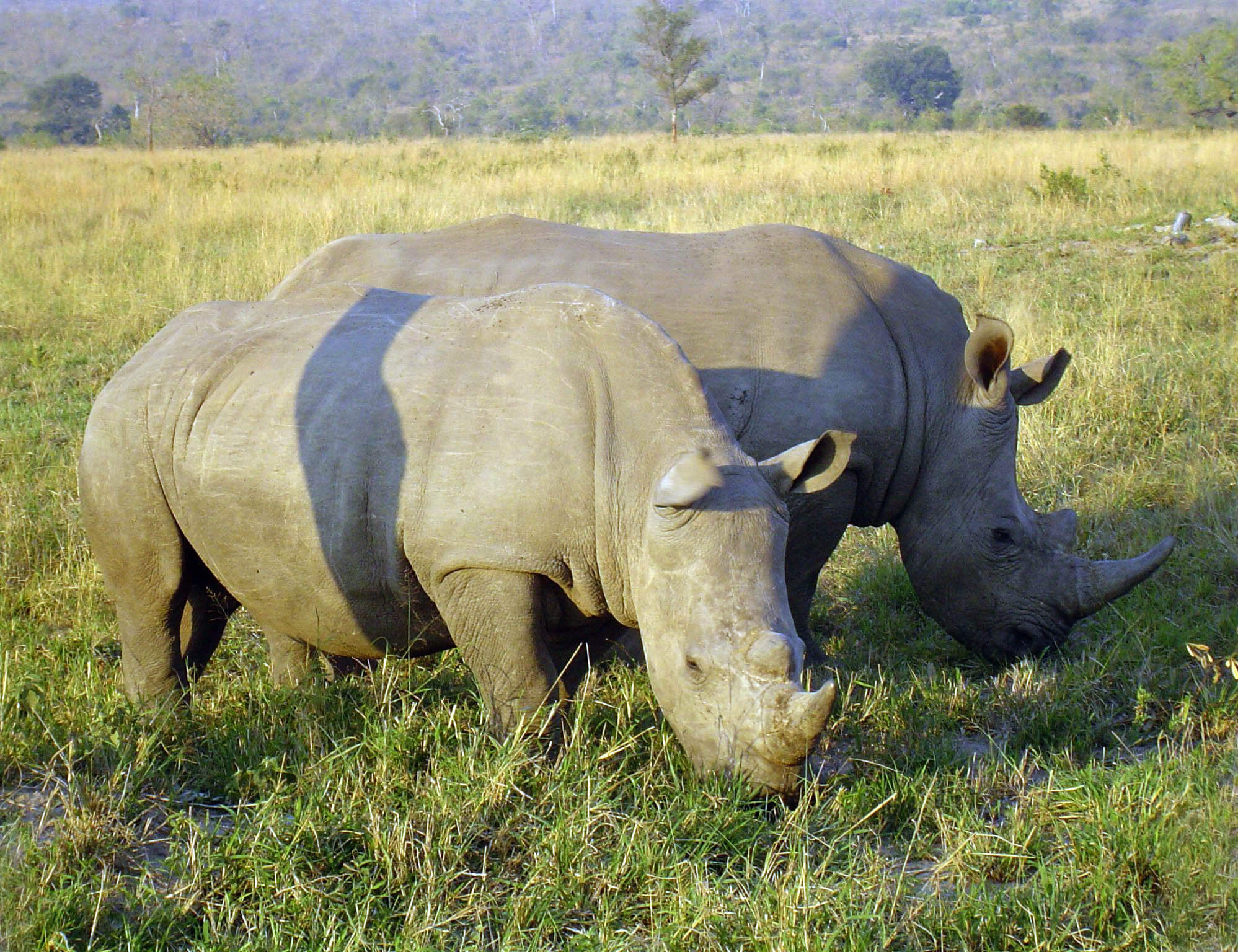 neushoornbeleid