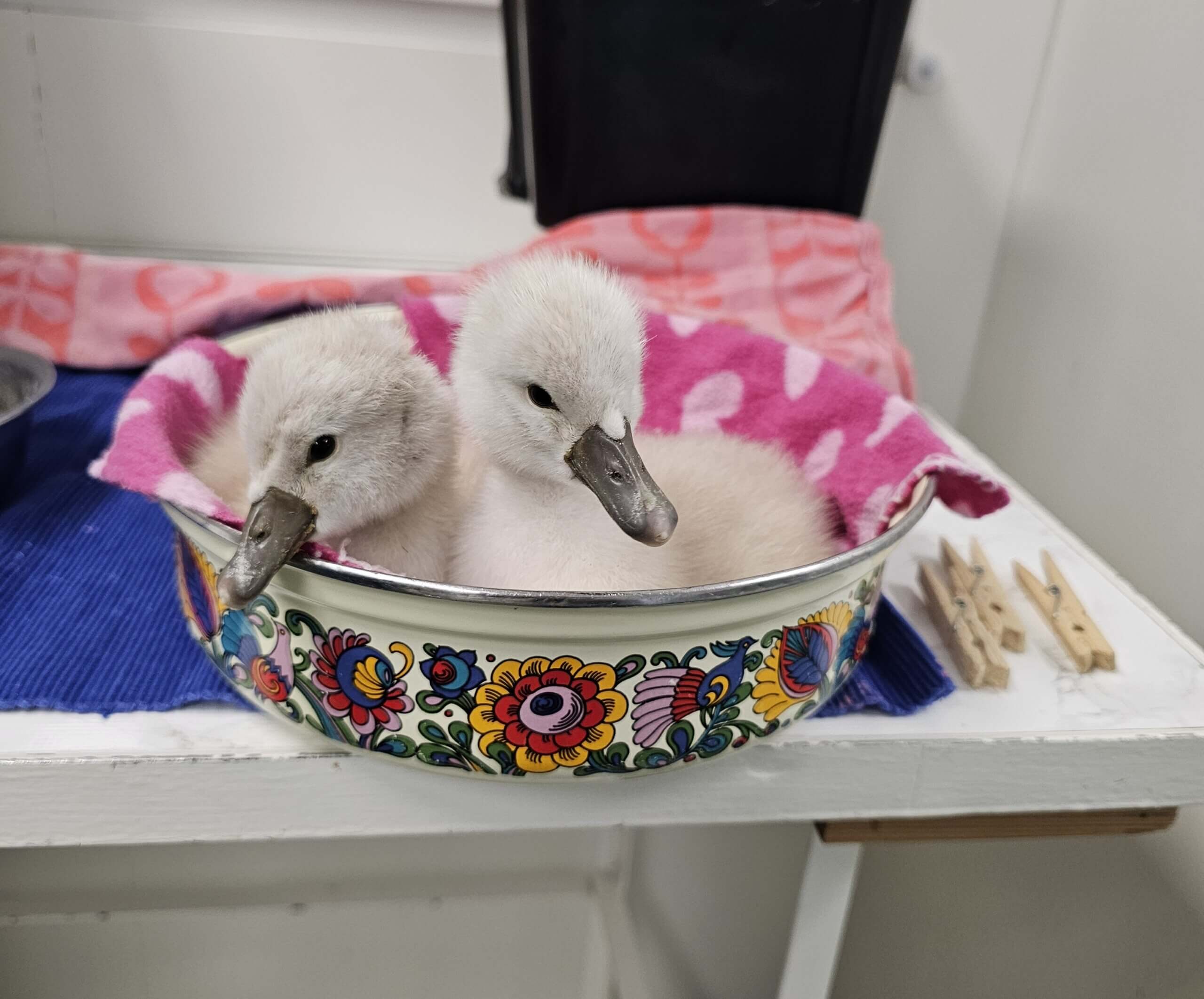 De twee uitgekomen zwaantjes (geboren in de nacht van donderdag op vrijdag 15 mei) | Foto: Het Vogelhospitaal