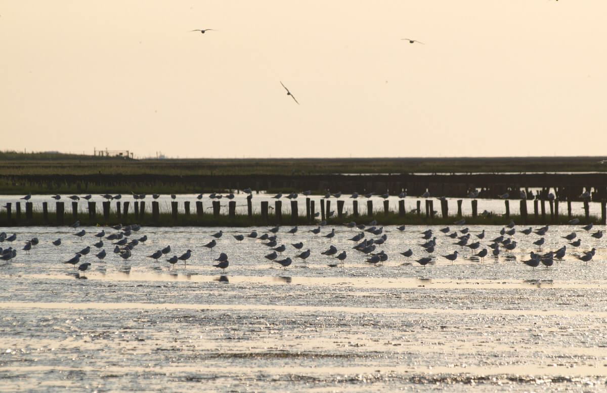 Waddenzee