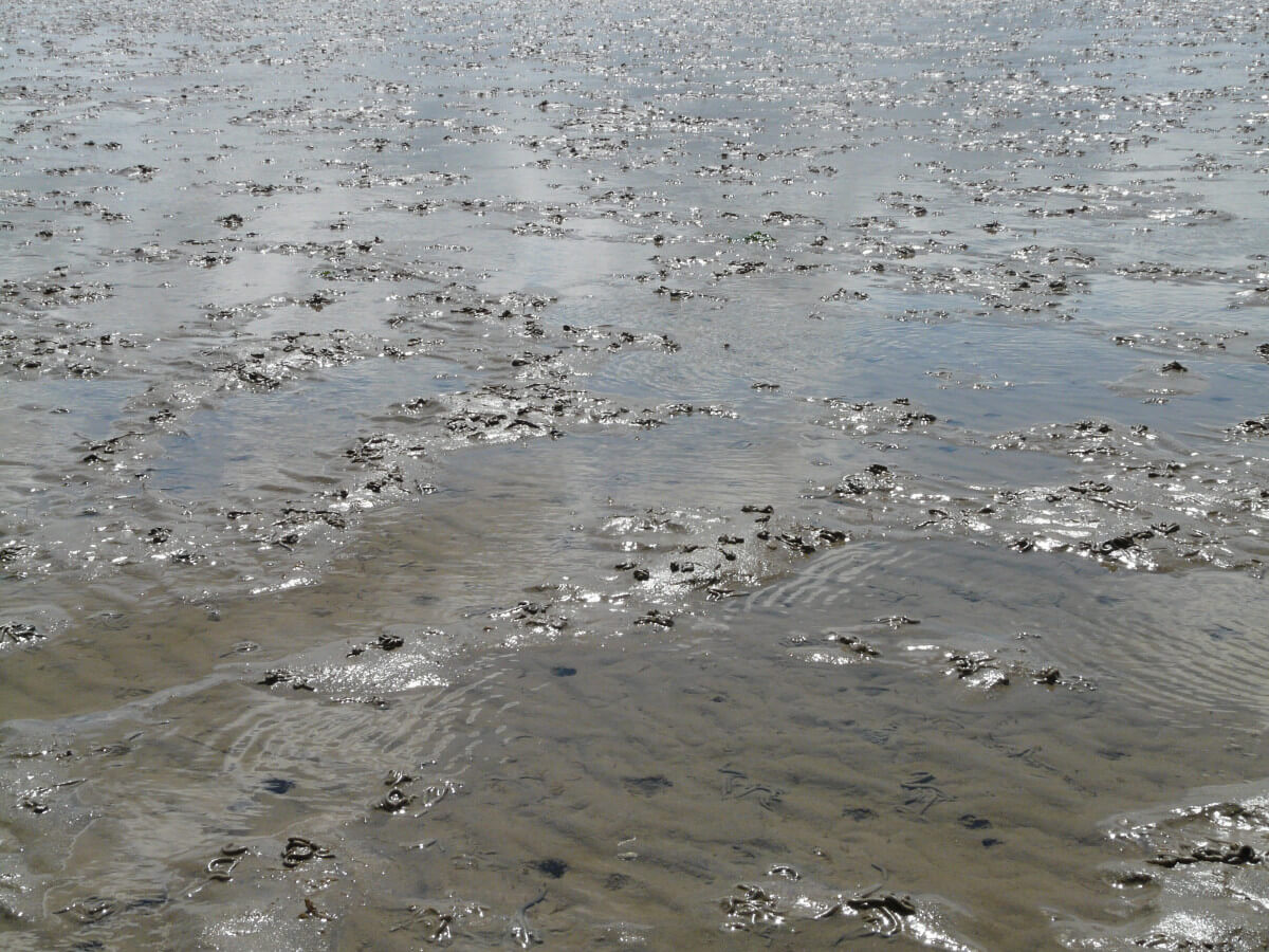 Bodemleven in de Waddenzee wordt verstoord door lichte sleepnetten