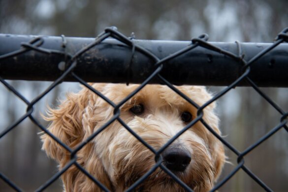 Duitse dierenasielen stappen naar de rechter om financiële steun