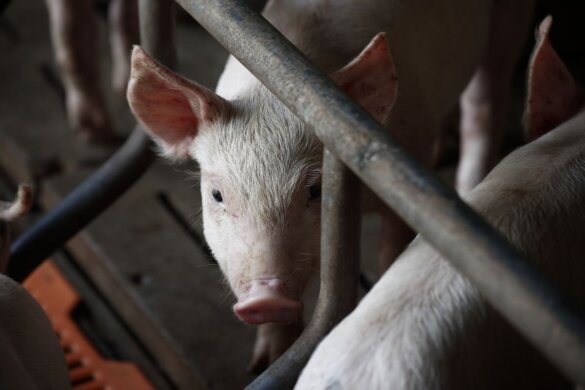 Eurocommissaris wil CO₂-bedwelming varkens niet uitfaseren