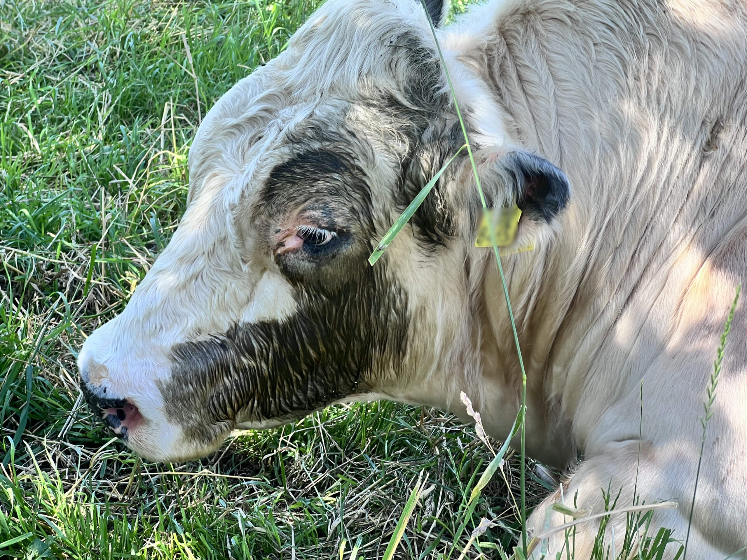 Gewonde stier aan z'n lot overgelaten door beruchte boer uit Eijsden
