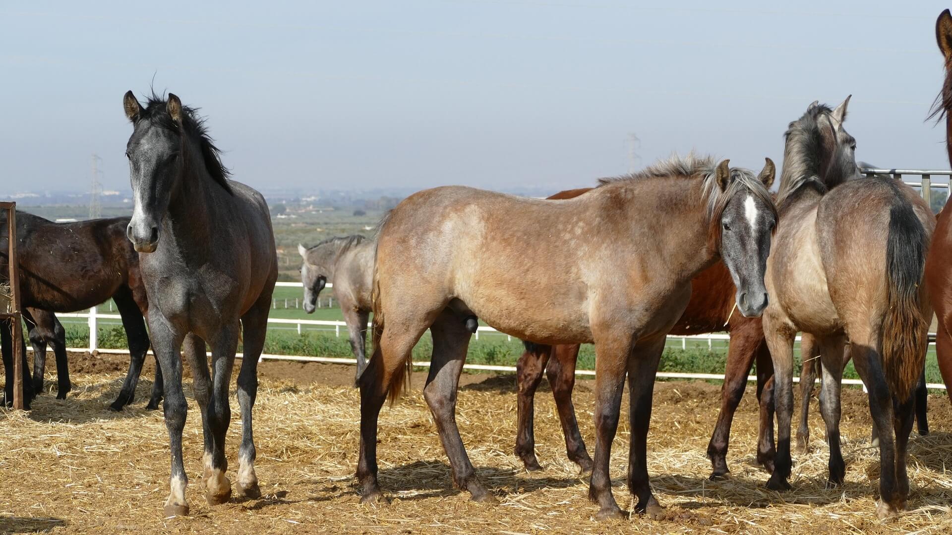 Groep paarden