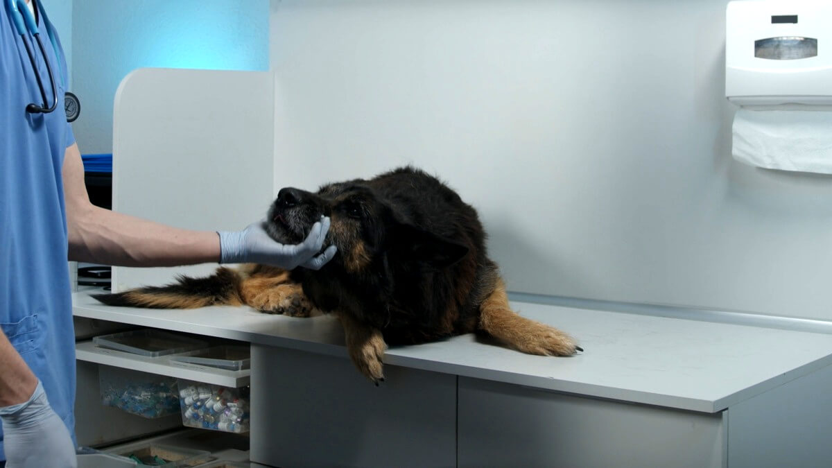 De kosten voor de dierenarts moeten omlaag van het kabinet