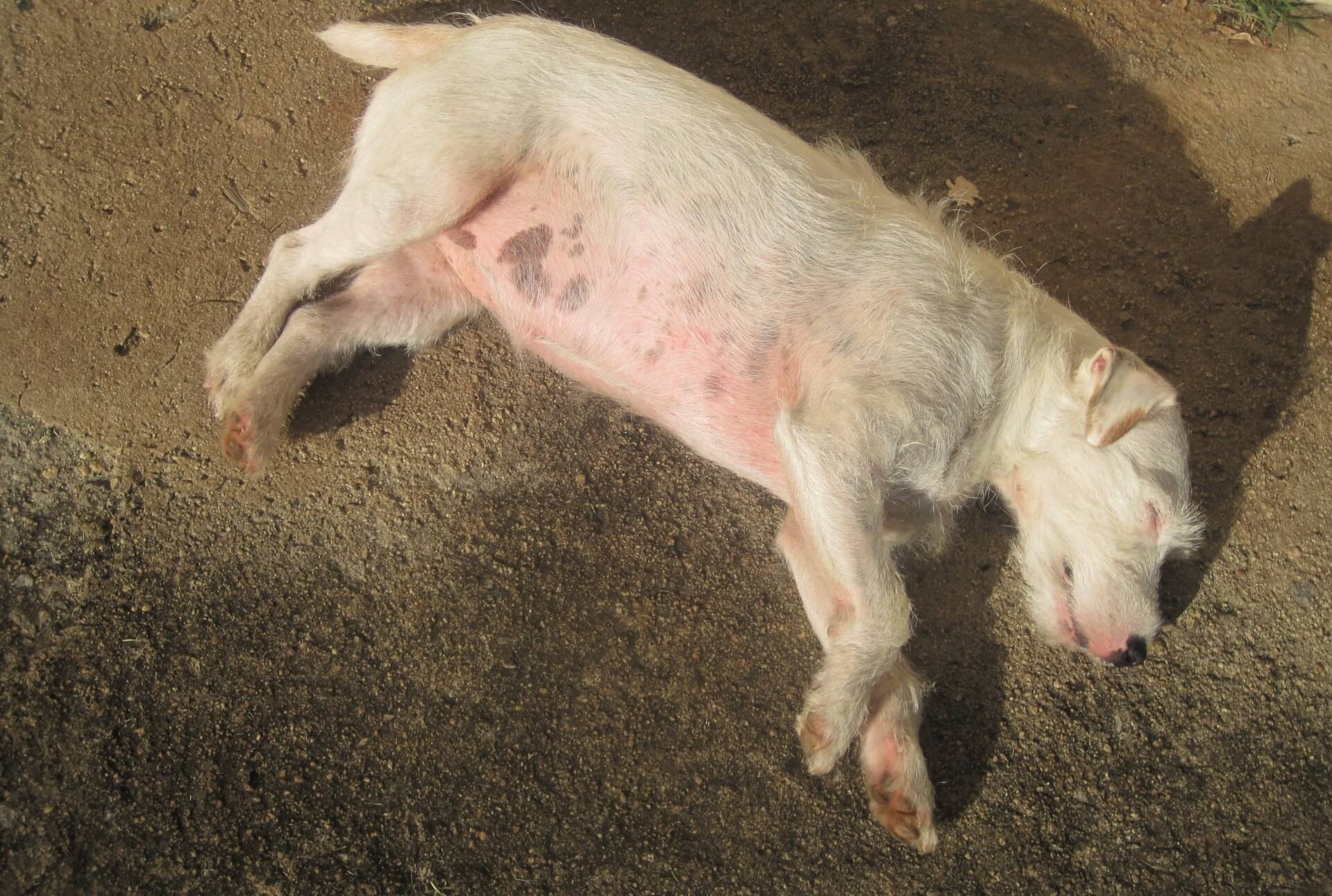 Let op oververhitting bij huisdieren