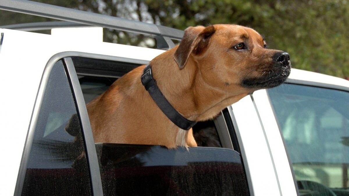 Laat je hond tijdens de hitte nooit achter in een geparkeerde auto