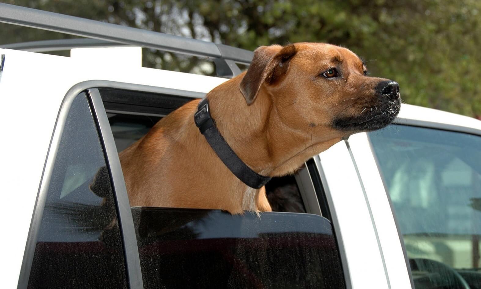 Laat je hond tijdens de hitte nooit achter in een geparkeerde auto