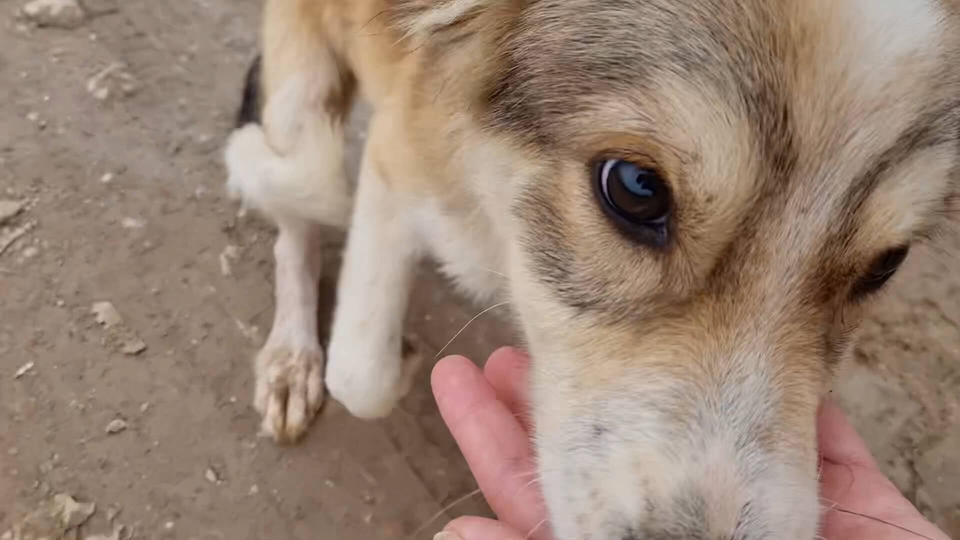 Op de vuilnisbelt in Peja leven 1500 honden