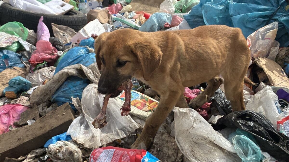 60.000 zwerfdieren zijn vergeten slachtoffers Kosovo-oorlog