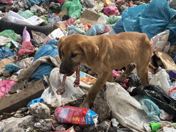 60.000 zwerfdieren zijn vergeten slachtoffers Kosovo-oorlog