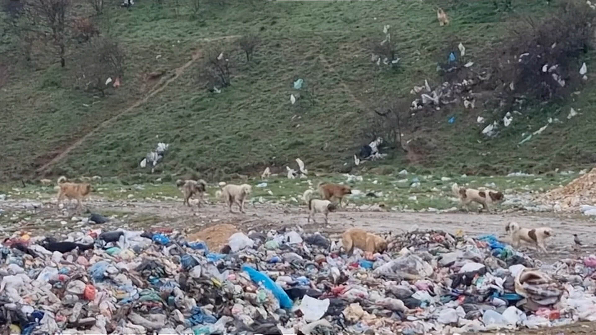 Zoeken naar voedsel op de vuilnisbelt in Peja Kosovo