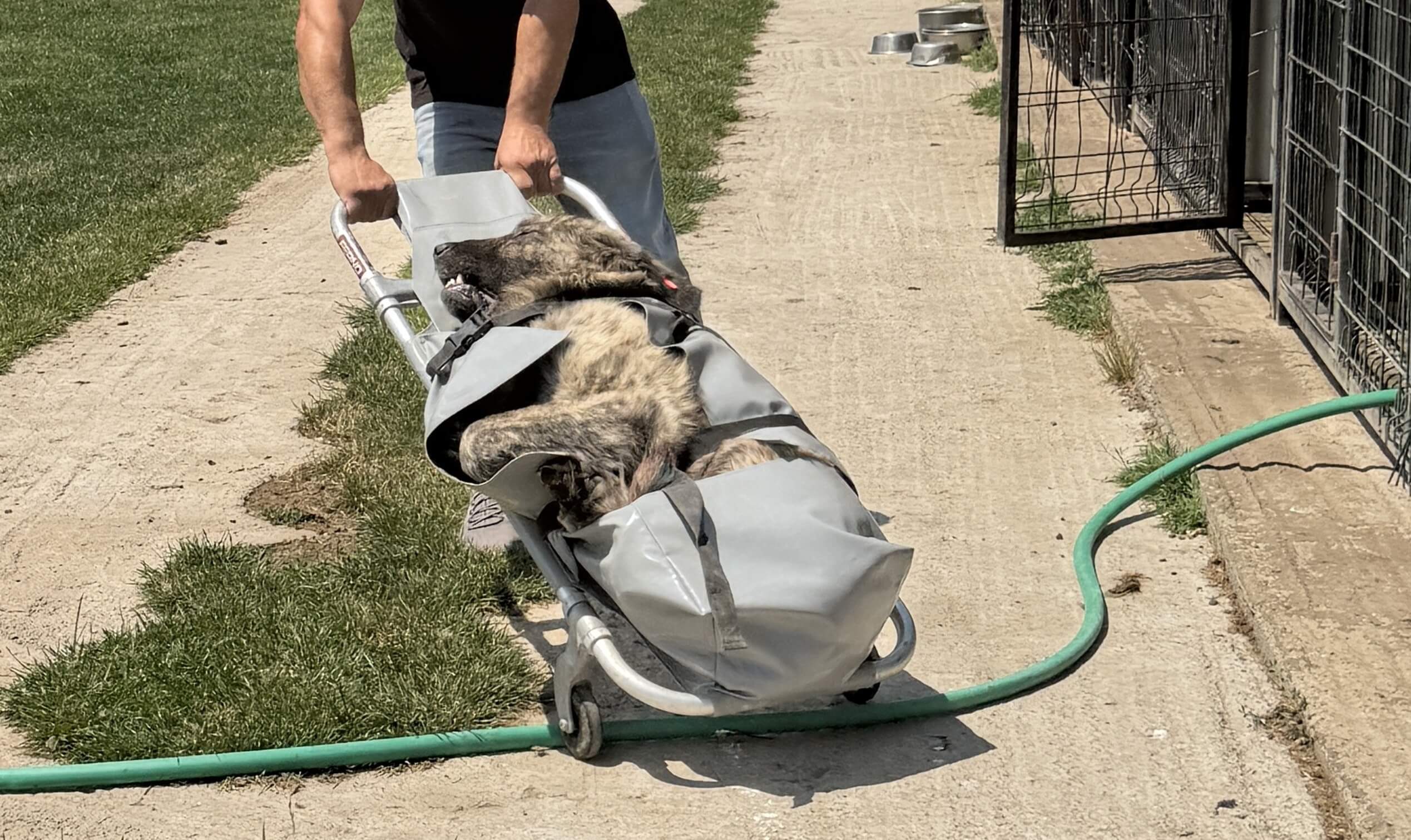 Karen in Kosovo: Zwerfhond ‘Ajax’ als eerste gesteriliseerd!
