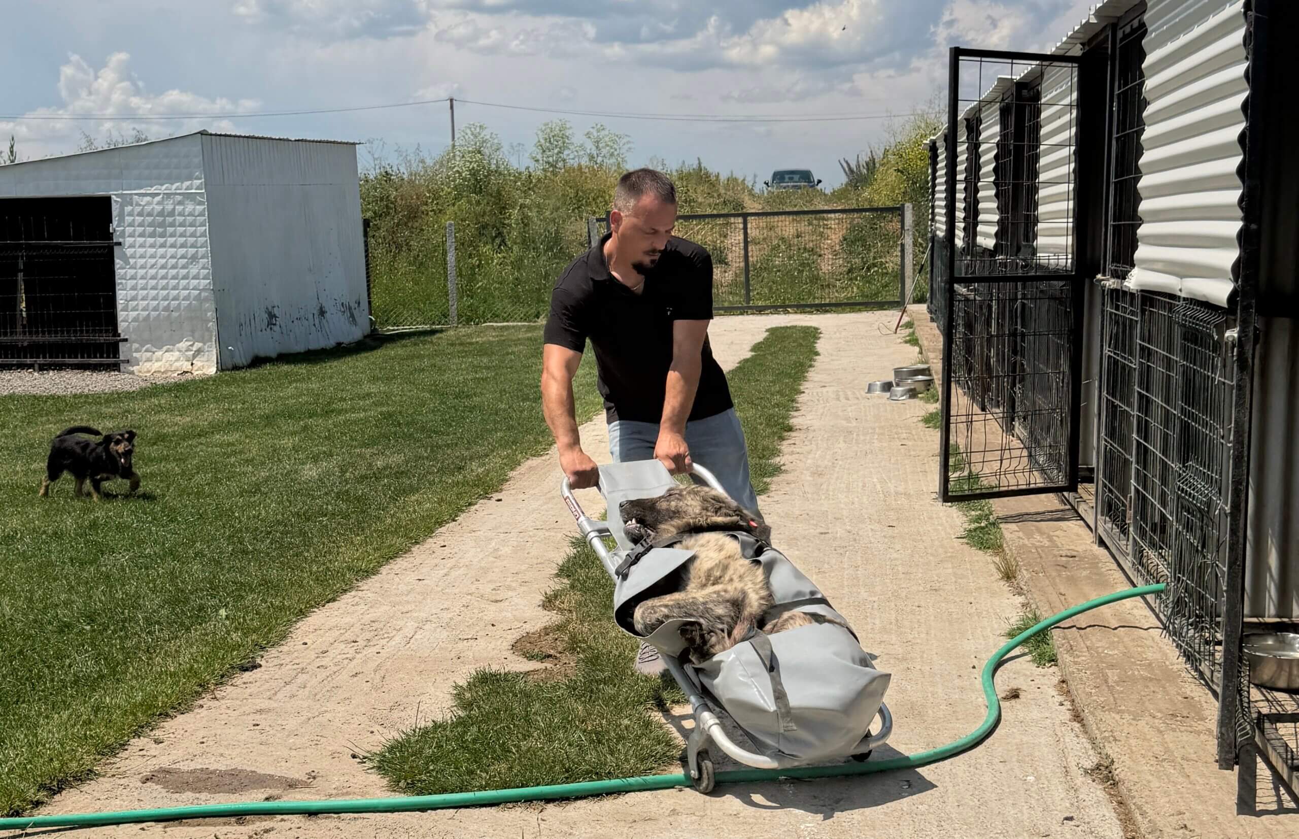 Zwerfhond 'Ajax' is gesteriliseerd