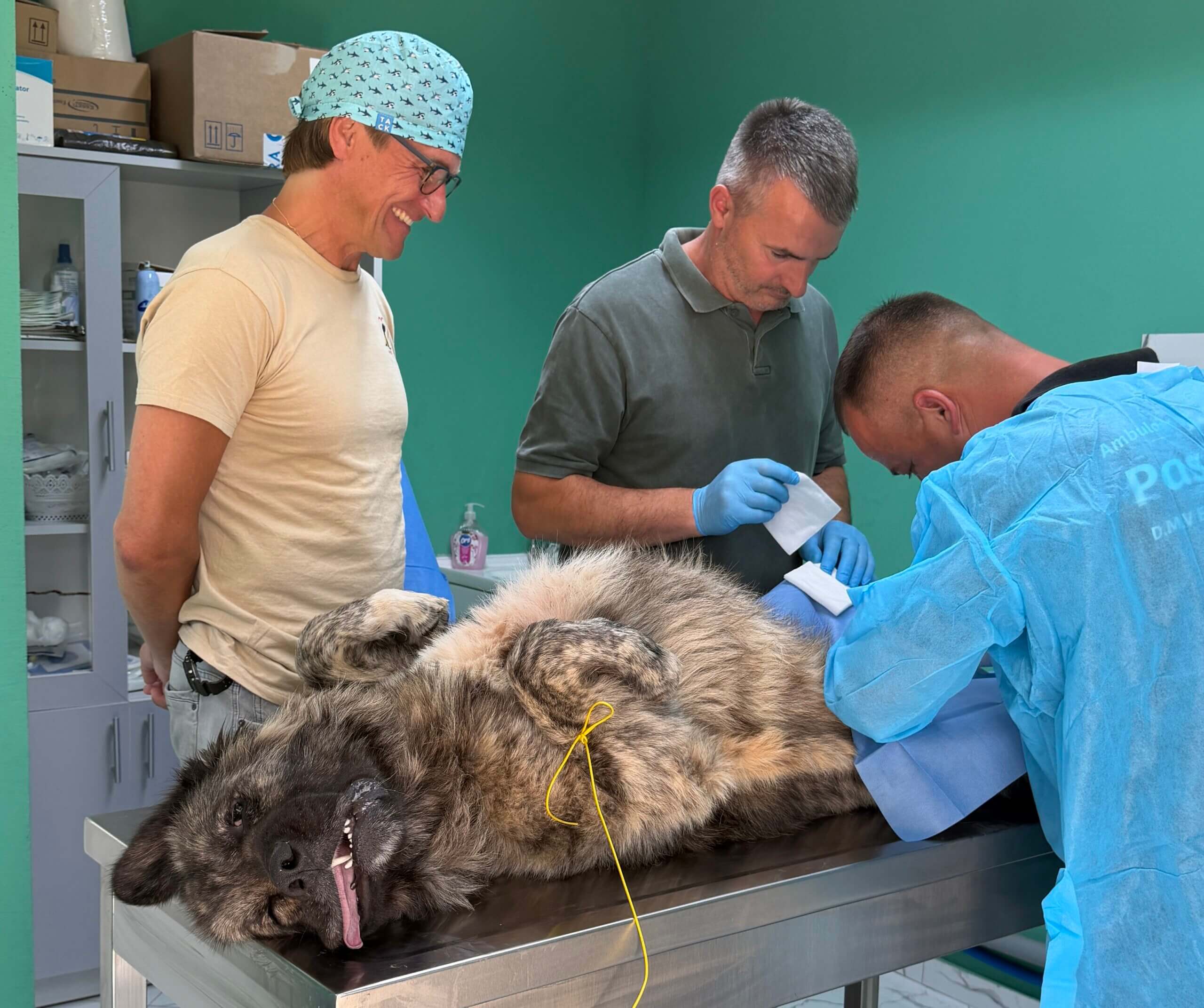 Zwerfhond 'Ajax' als eerste gesteriliseerd
