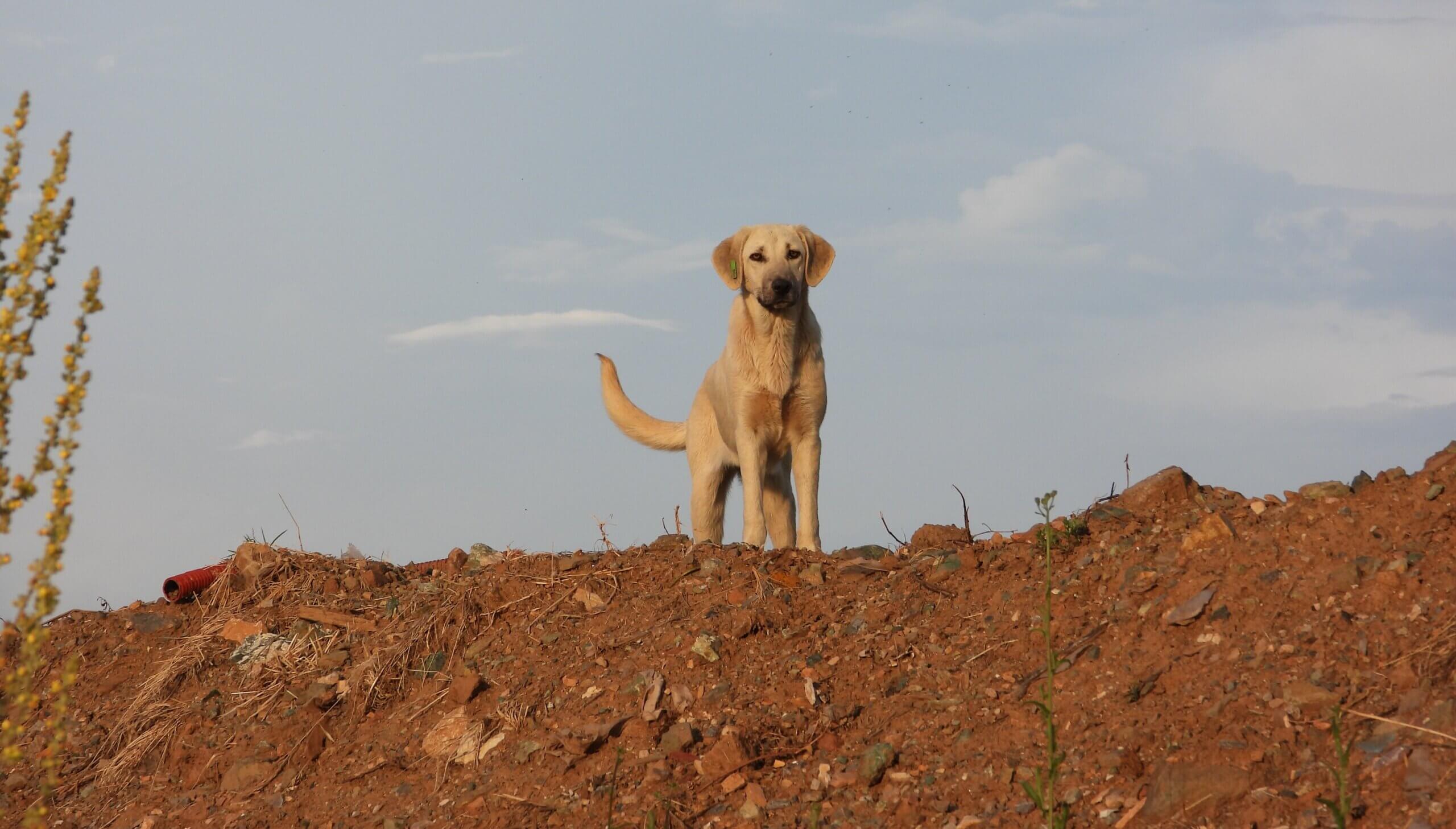 Zwerfhond in Kosovo