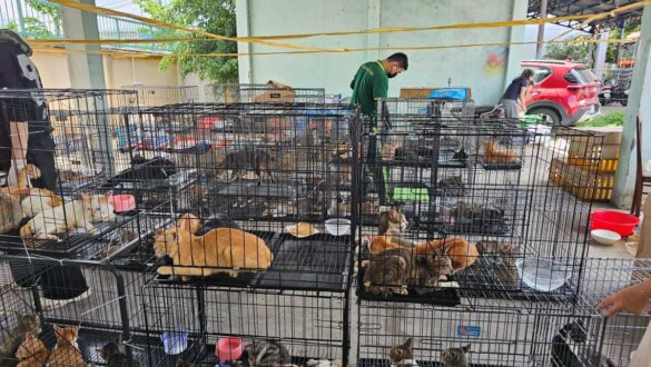 400 katten gered van vleesindustrie in Vietnam
