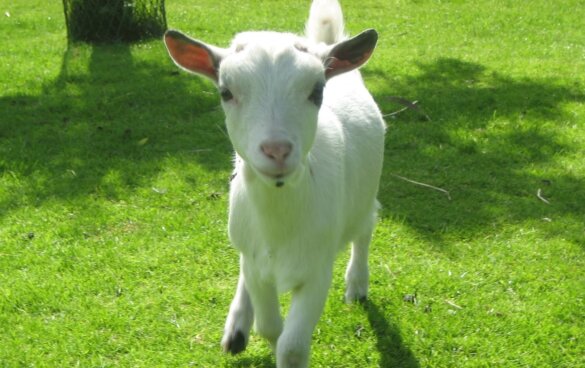 Aangifte wegens dierenmishandeling bij kinderboerderij in Best