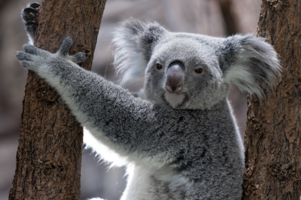 Australië realiseert nationaal koalapark voor 12.000 koala's